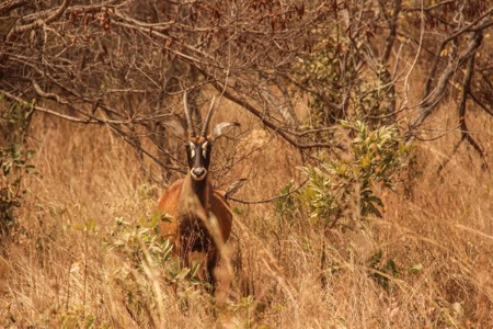 Antolope maybe Beautiful animal - antilope