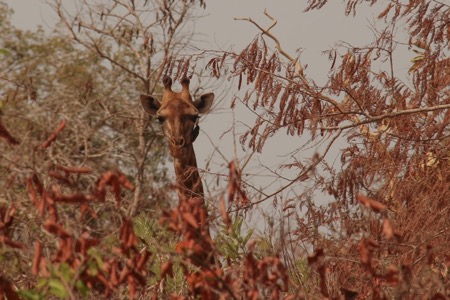 Giraffe in the bush Hiding in the Bush