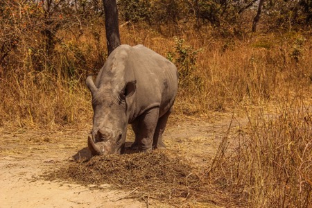 Rhino - not many left sadly Rare Rhino sighting