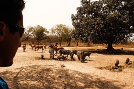 Safari in Senegal Safari with Zebras and Crocs