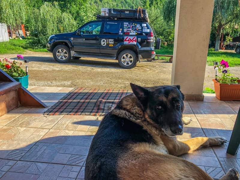 Dog overlanding