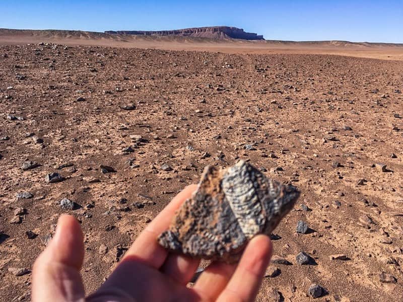 Sahara Ocean fossils overlanders and fossils