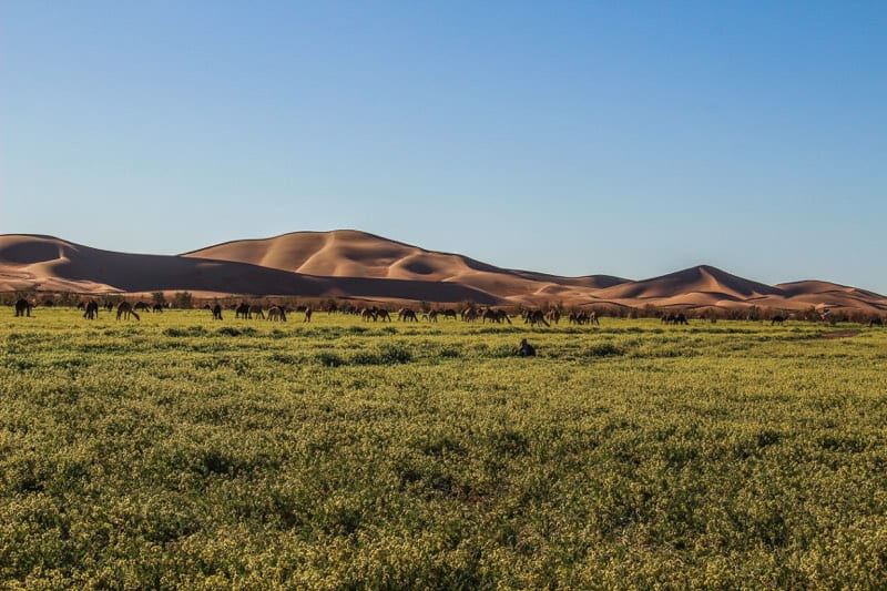 Sand dunes of Erg Chigaga overlanding near erg chigaga