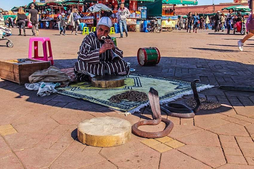 snake charmer - marrakesh fna