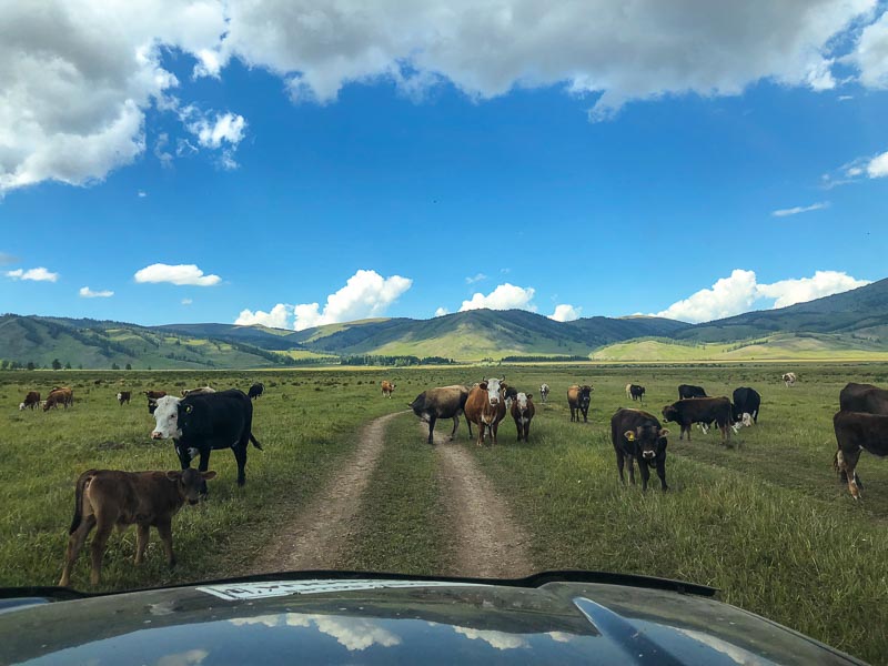 animals in kazakhstan overlanders