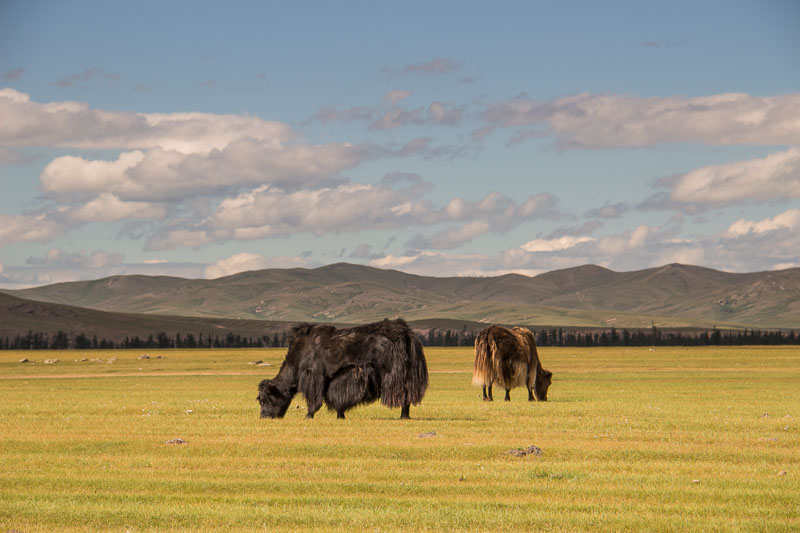 yaks in mongolia mongolia animals