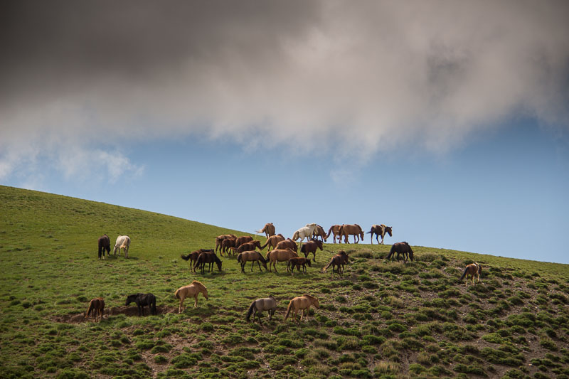 horses