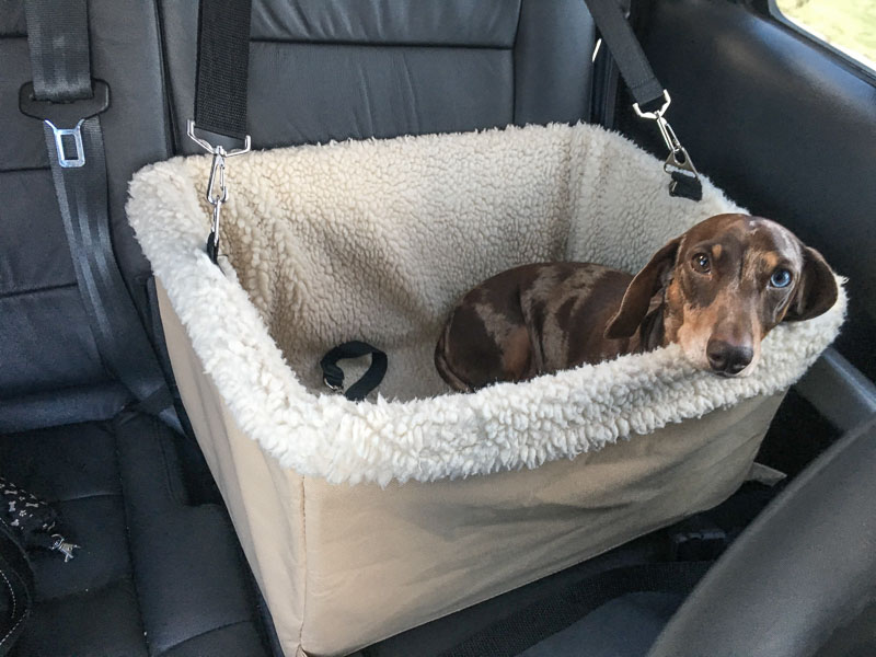 dog in car travelling with a dog