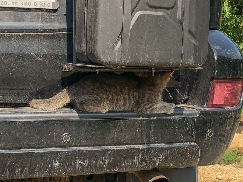 overlanding with cats shy cat under jerry can