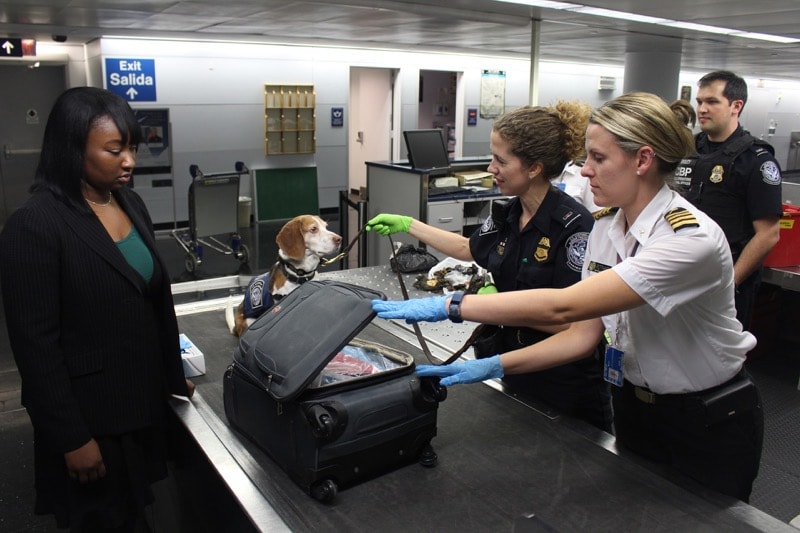 taking dog on an airplane flying with pets